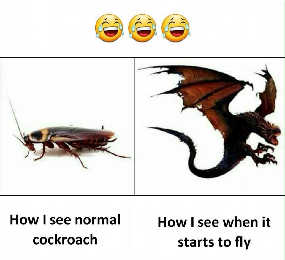 cockroach meme