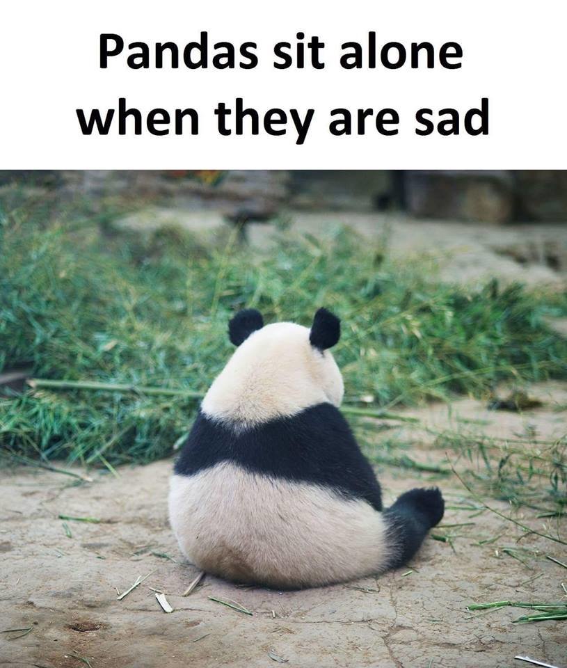 panda sad? meme